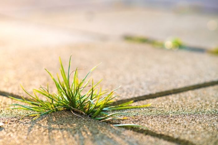 Why Is Grass Growing from My Pavement